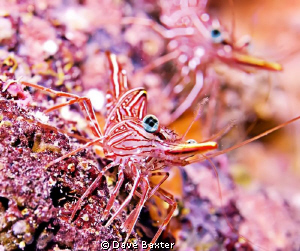 coral bay shrimp by Dave Baxter 